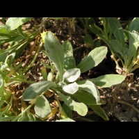 Corbeille d'or, Aurinia Saxatilis (ss esp Saxatilis)(fam. Brassicacees) (Europe cent. & ori.)(12)